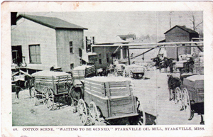 Cotton Oil Postcard